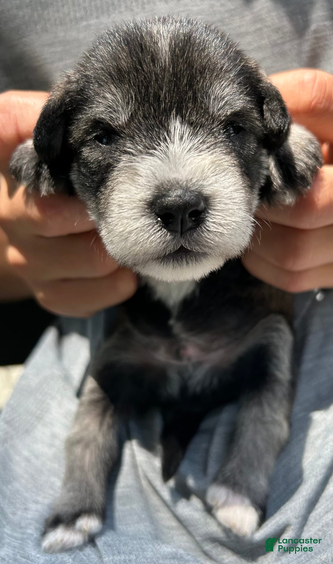Miniature Schnauzer dogs for sale: Bernie - Image 9