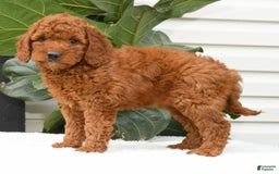 Mini Goldendoodle dogs for sale: Nala - Image 7