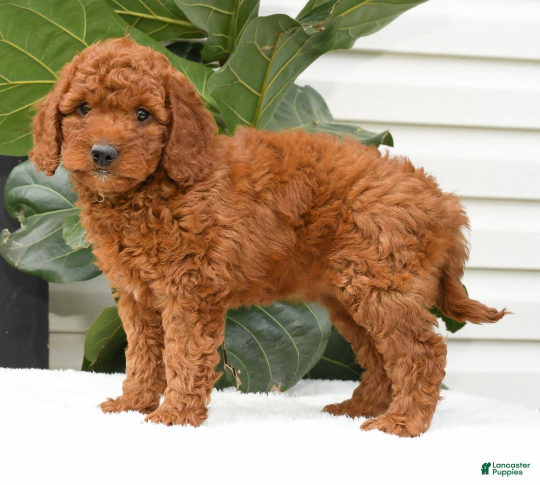 Mini Goldendoodle dogs for sale: Nala - Image 7