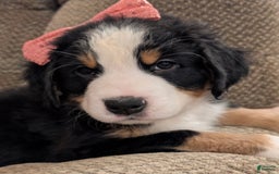 Bernese Mountain Dog dogs for sale: Pixie - Image 4