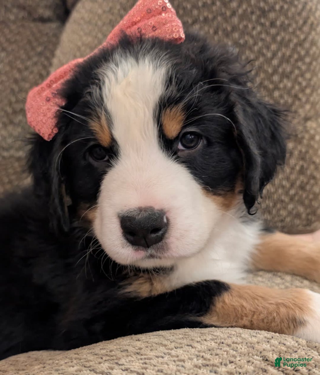 Bernese Mountain Dog dogs for sale: Pixie - Image 4
