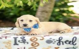Miniature Dachshund dogs for sale: Theo - Image 1