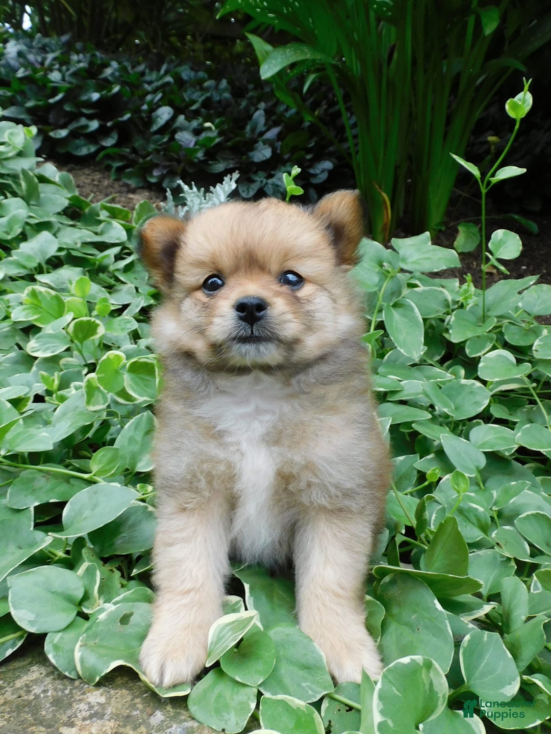 Pomeranian dogs for sale: Alex - Image 2