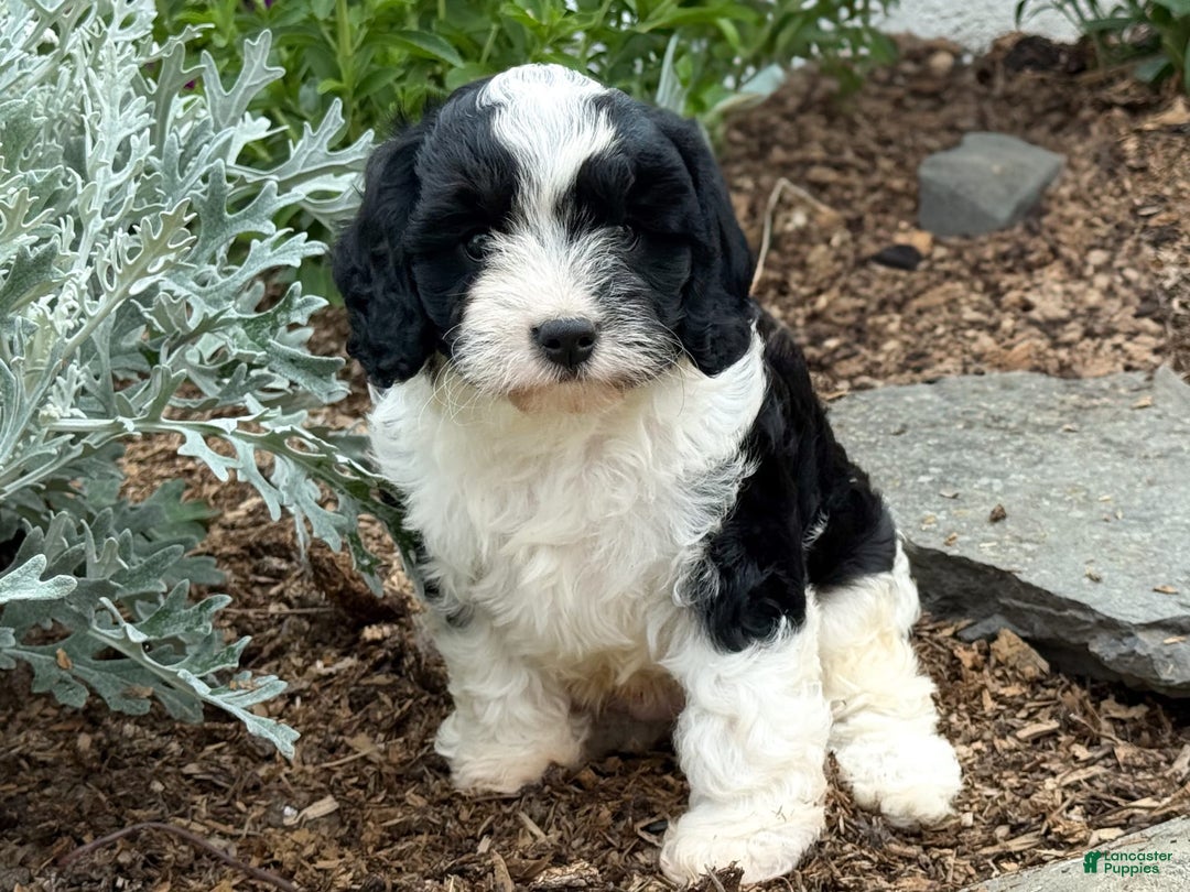 Cavapoo dogs for sale: Cade - Image 1