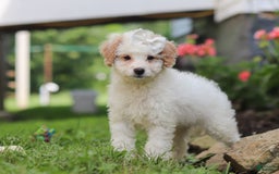 Mini Aussiedoodle dogs for sale: Dottie - Image 5