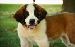 Saint Bernard dogs for sale: Madison - Image 11