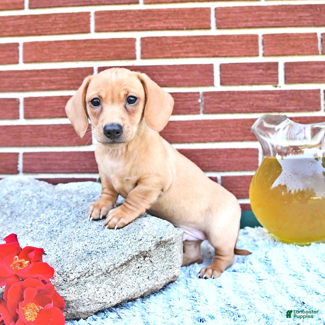 Miniature Dachshund dogs for sale: Twinkle - Image 1