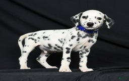Dalmatian dogs for sale: Pepper - Image 6