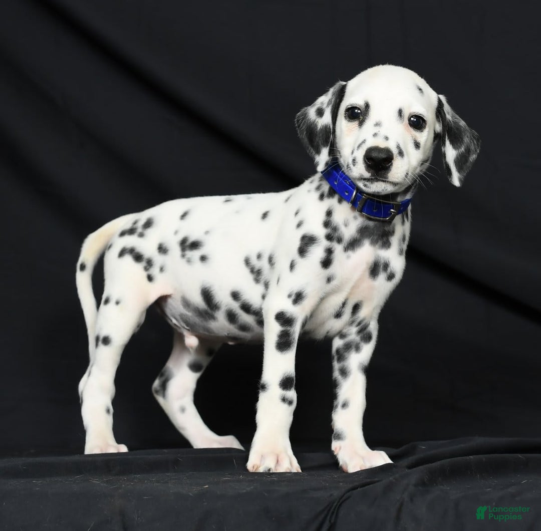 Dalmatian dogs for sale: Pepper - Image 6