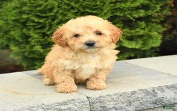 Miniature Poodle dogs for sale: Carla - Image 8
