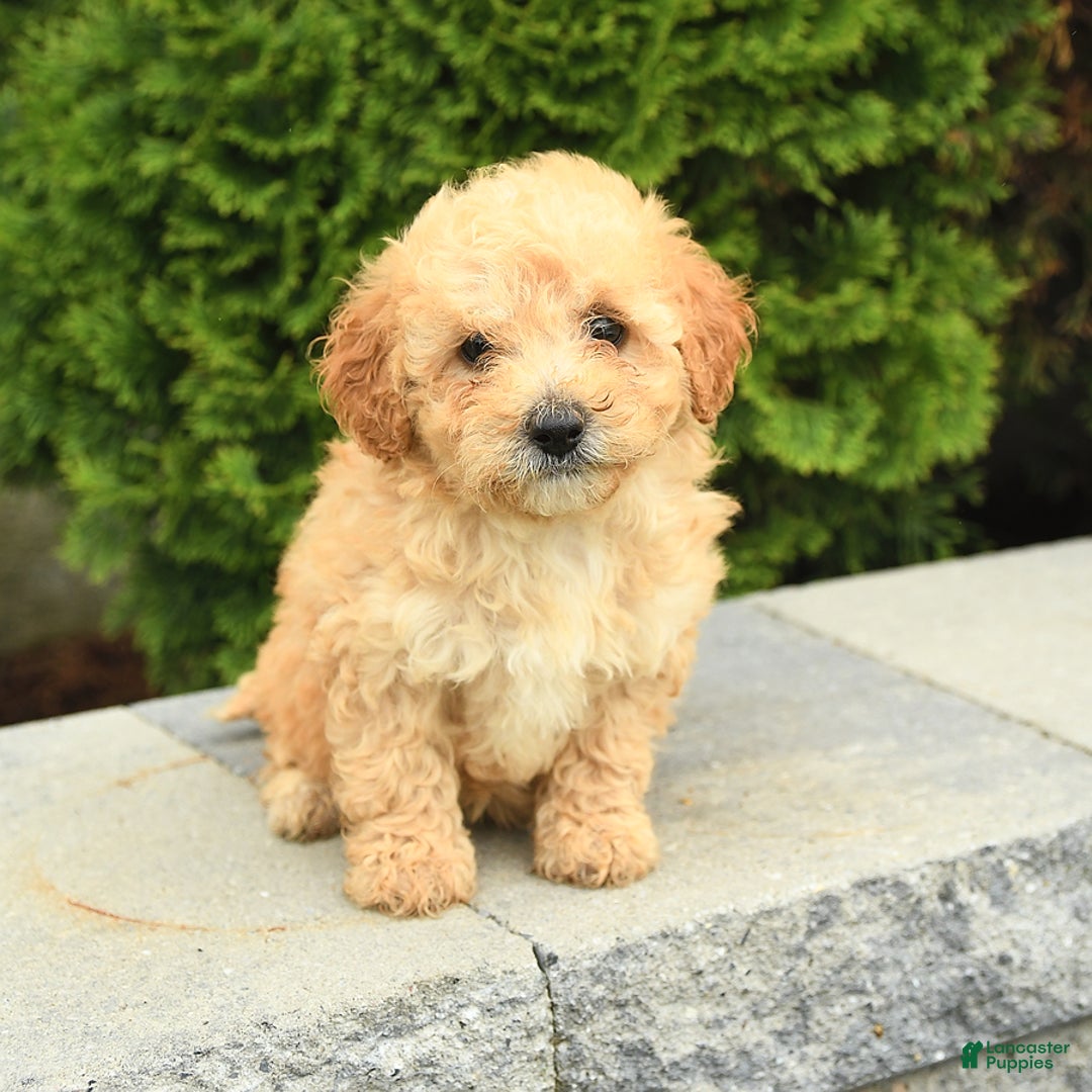 Miniature Poodle dogs for sale: Carla - Image 8