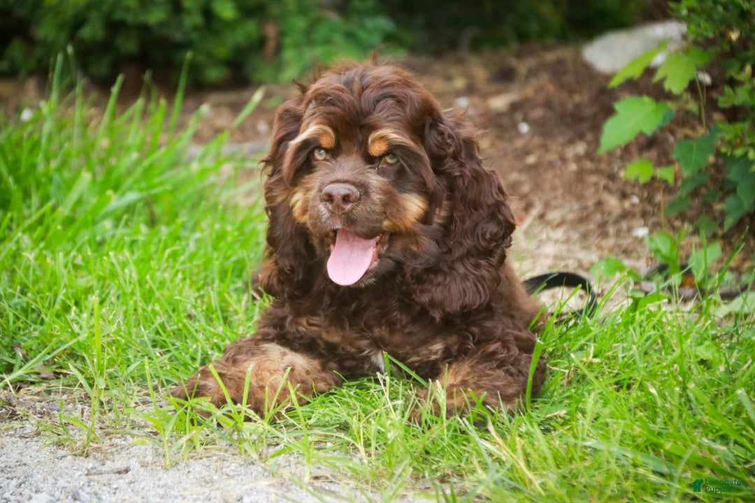 Cocker Spaniel dogs for sale: Dane - Image 10