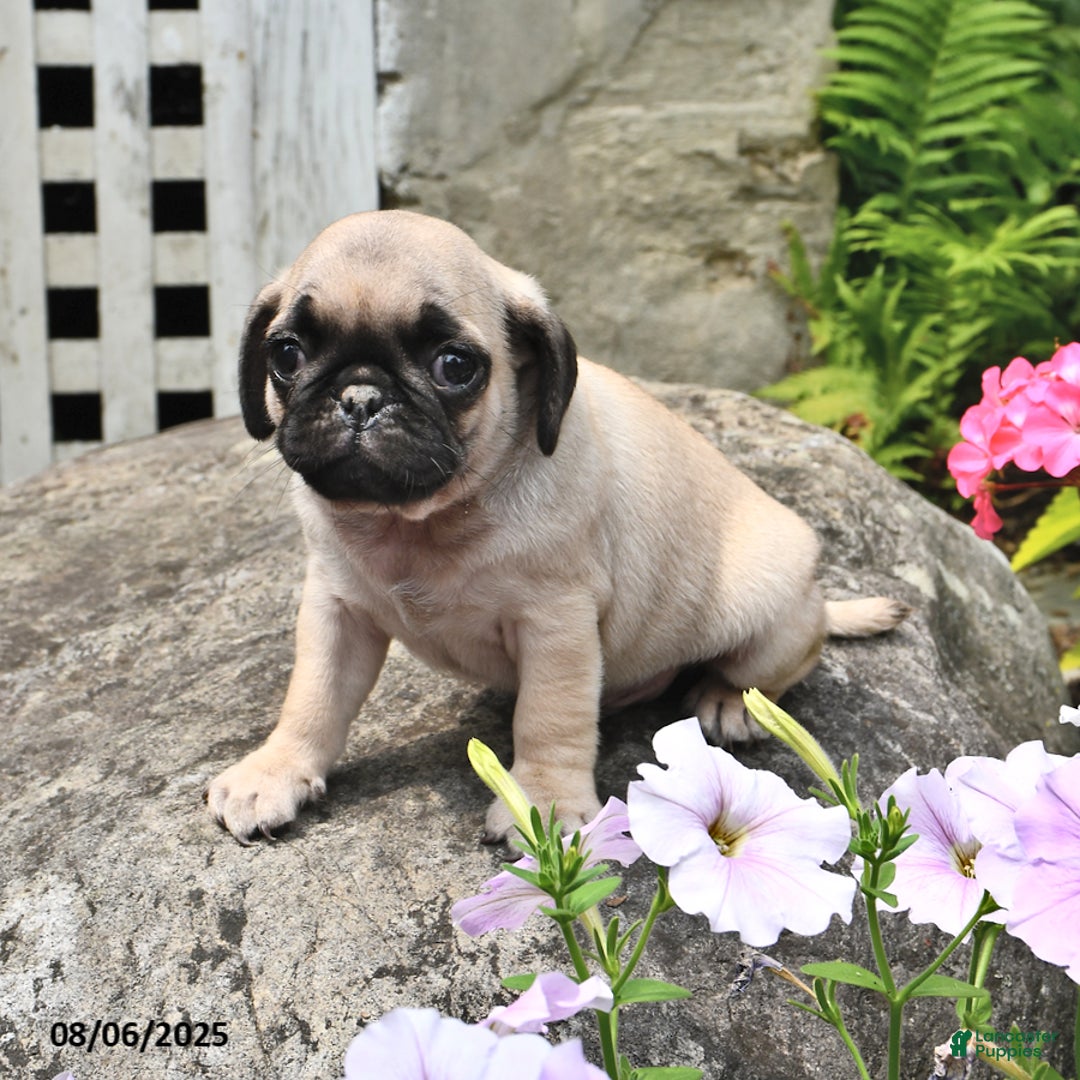 Pug dogs for sale: Bouncer - Image 2