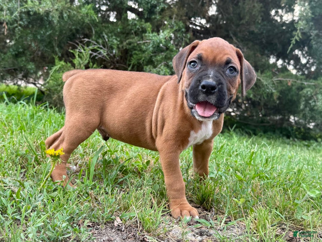 Boxer dogs for sale: Leroy - Image 1