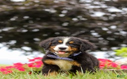 Bernese Mountain Dog dogs for sale: Bernese Mountain Dog 6 puppies - Image 19