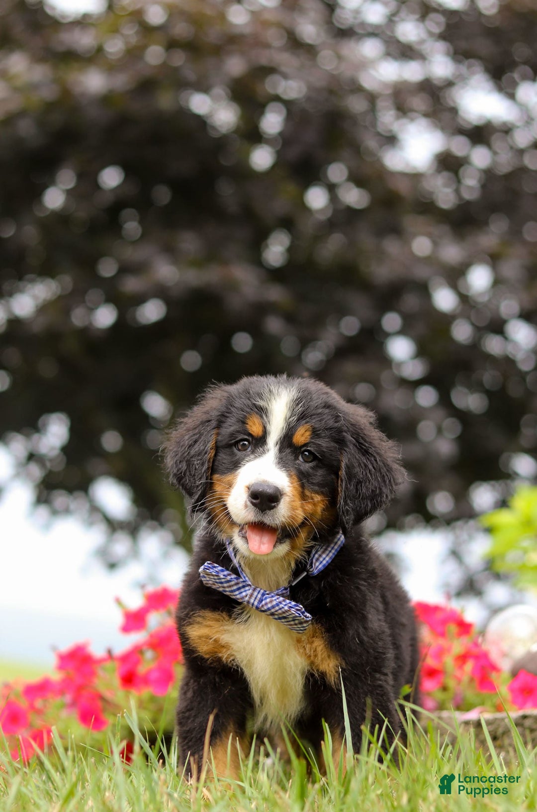 Bernese Mountain Dog dogs for sale: Bernese Mountain Dog 6 puppies - Image 19