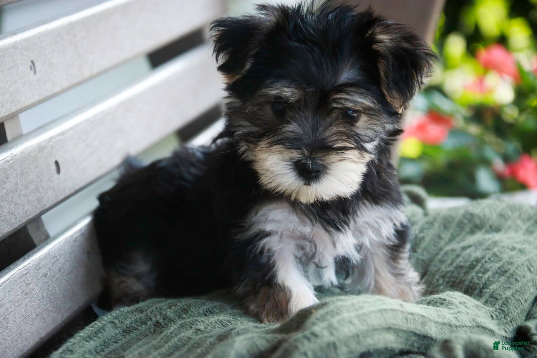Morkie dogs for sale: Skipper - Image 19