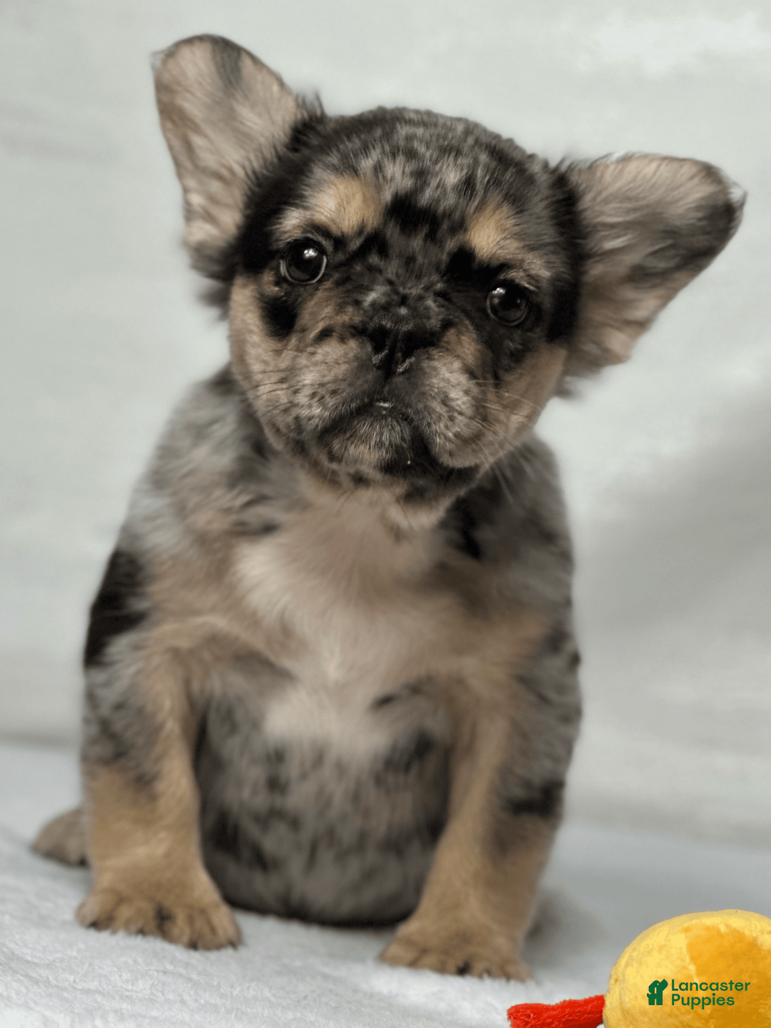 French Bulldog dogs for sale: Kingston - Image 5
