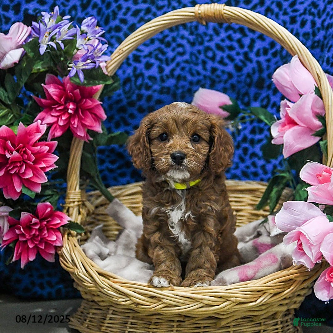 Cavapoo dogs for sale: Buffy - Image 1