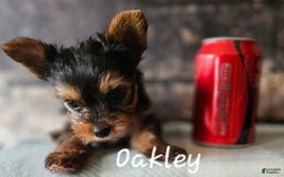 Yorkshire Terrier dogs for sale: Oakley - Image 3