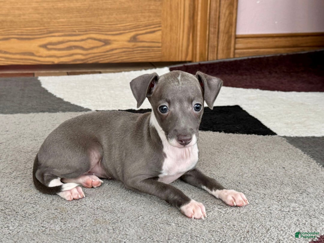 Italian Greyhound dogs for sale: Lila - Image 3