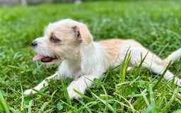 Yorkshire Terrier dogs for sale: Thelma - Image 7