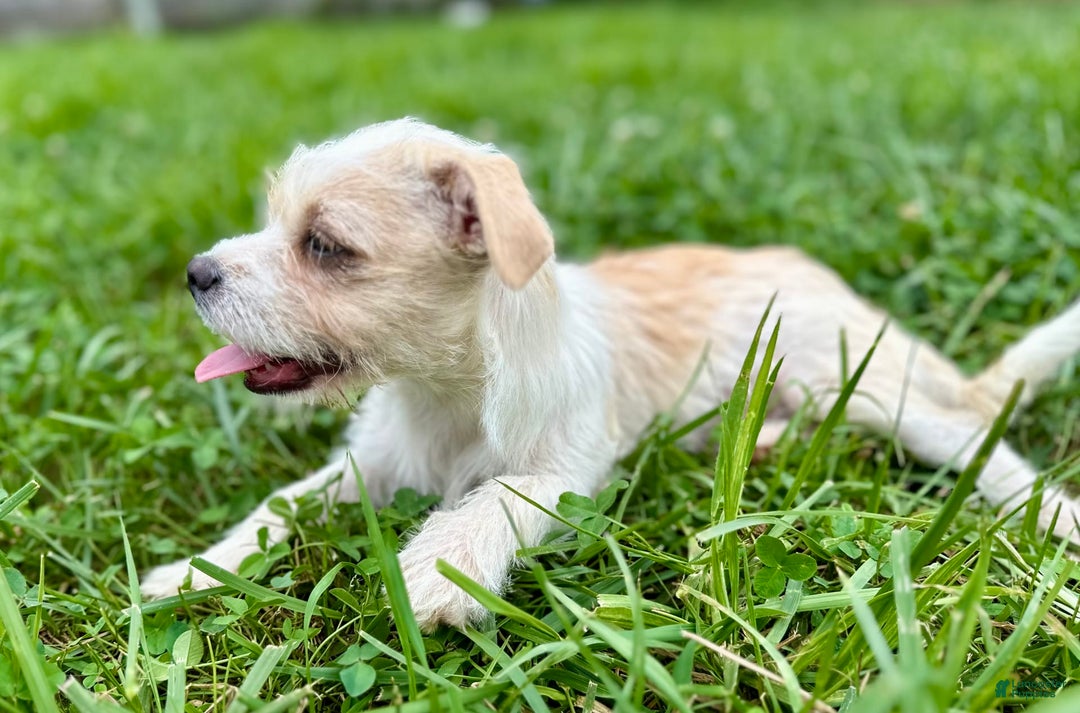 Yorkshire Terrier dogs for sale: Thelma - Image 7