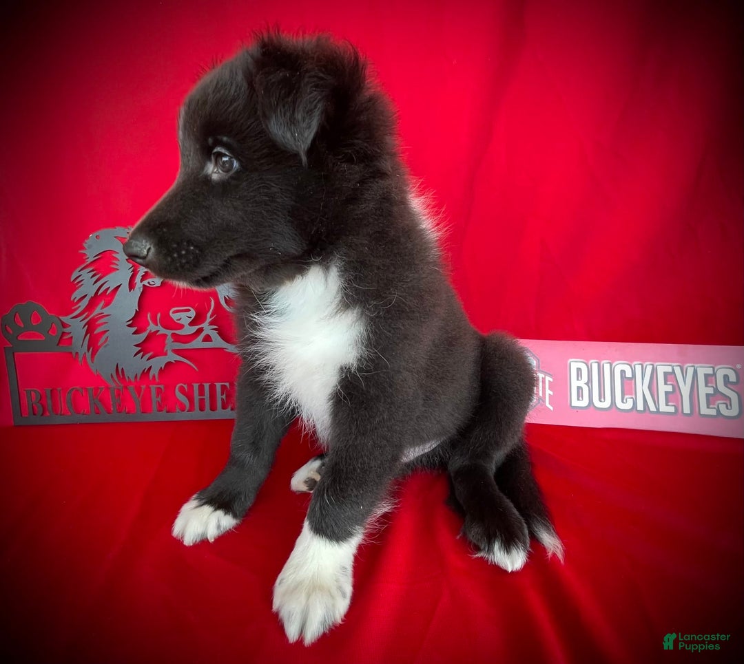 Shetland Sheepdog dogs for sale: Bi-black 8 - Image 5