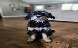Mini Bernedoodle dogs for sale: Teddy - Image 2