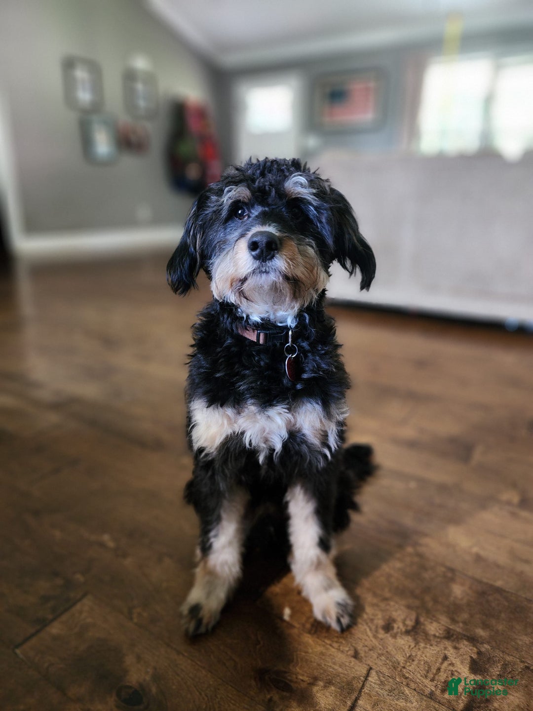 Mini Bernedoodle dogs for sale: Teddy - Image 2