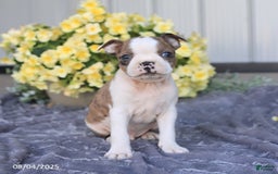 Boston Terrier dogs for sale: Herbert - Image 3