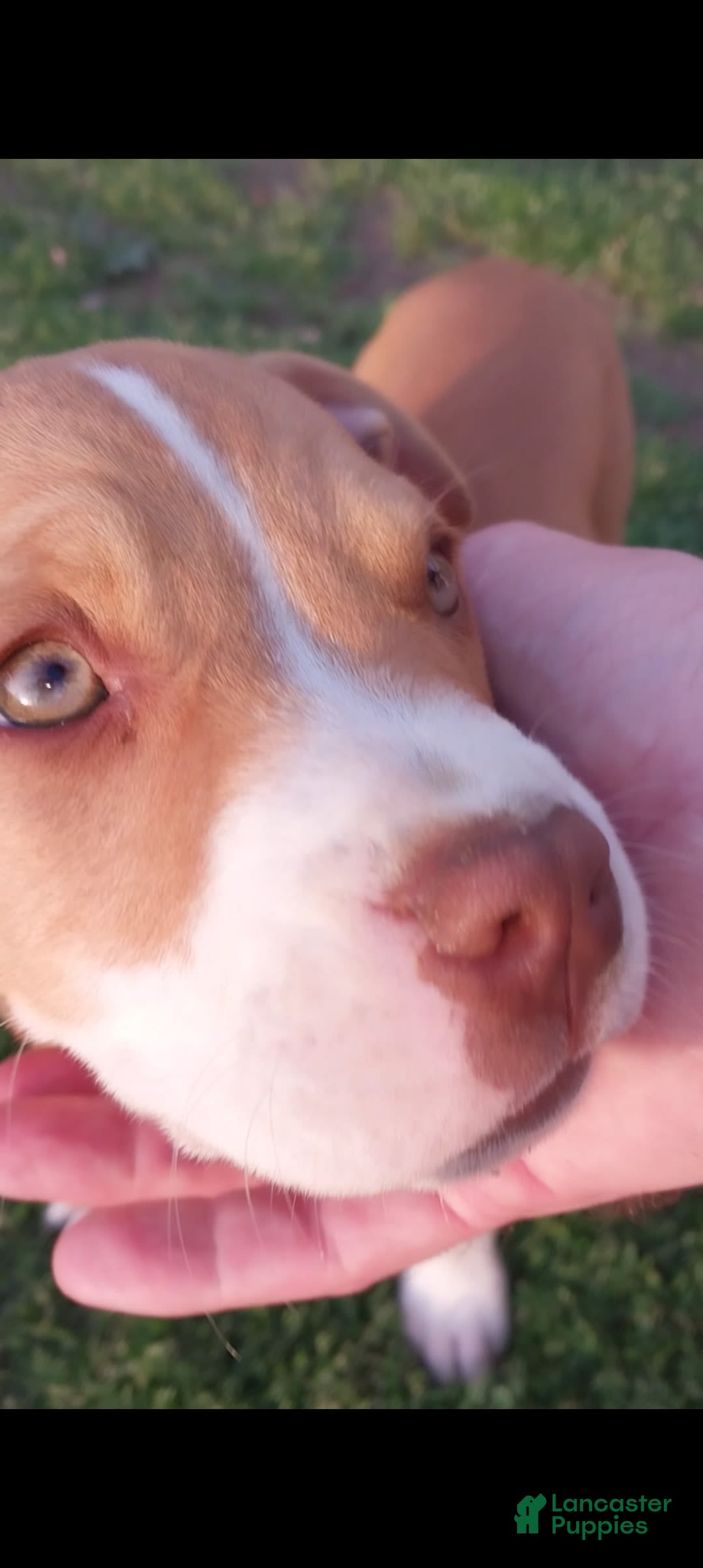 American Pit Bull Terrier dogs for sale: Nyla - Image 7