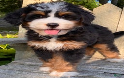 Mini Bernedoodle dogs for sale: 💜 Boston Ma 💜 Mini Bernedoodle - Image 21