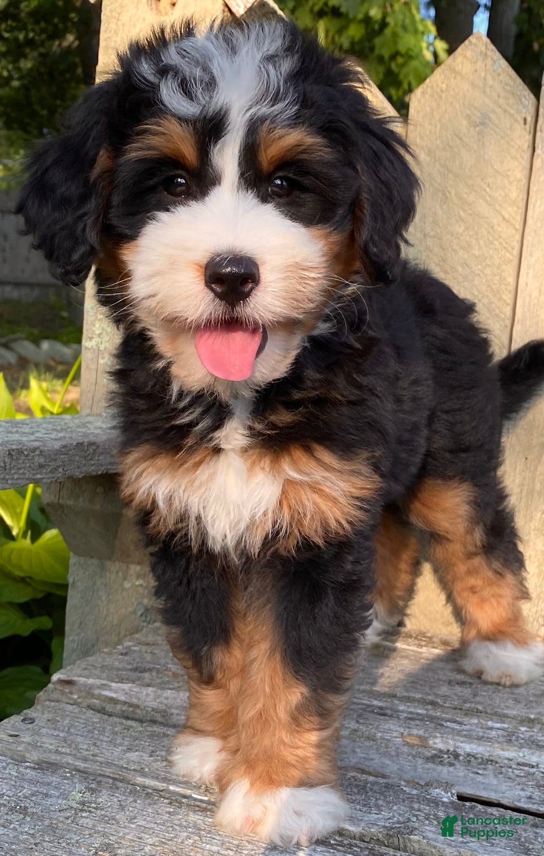 Mini Bernedoodle dogs for sale: 💜 Boston Ma 💜 Mini Bernedoodle - Image 21