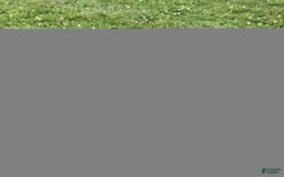 Boxer dogs for sale: Stella - Image 4