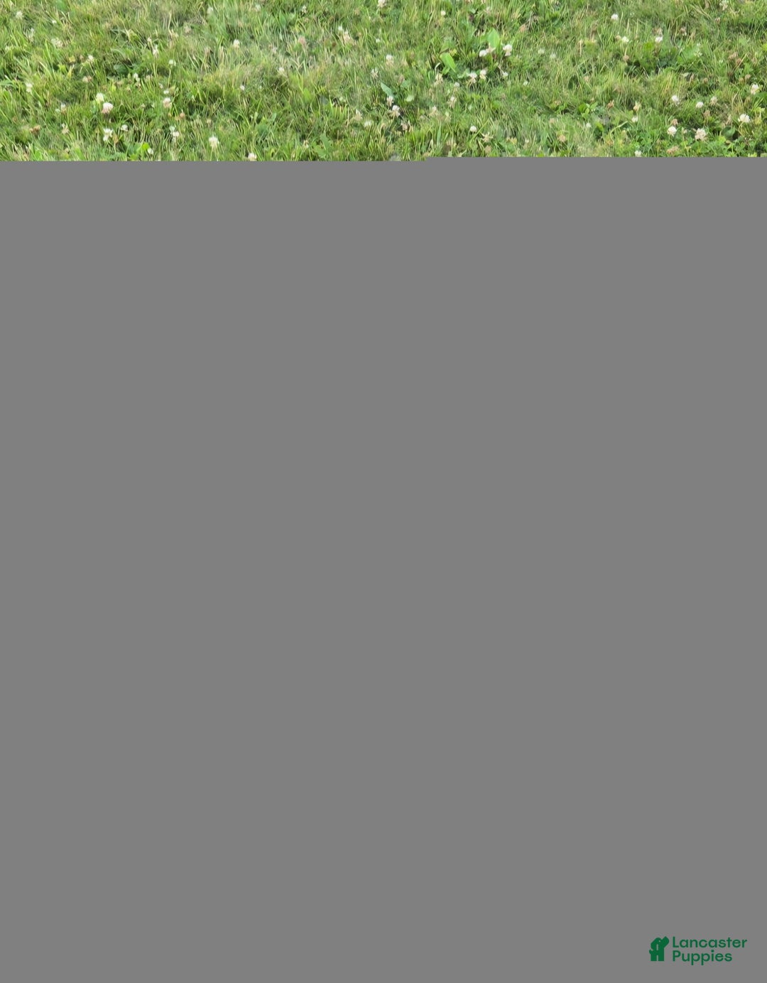 Boxer dogs for sale: Stella - Image 4