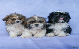 Shih Tzu dogs for sale: Lucky - Image 17