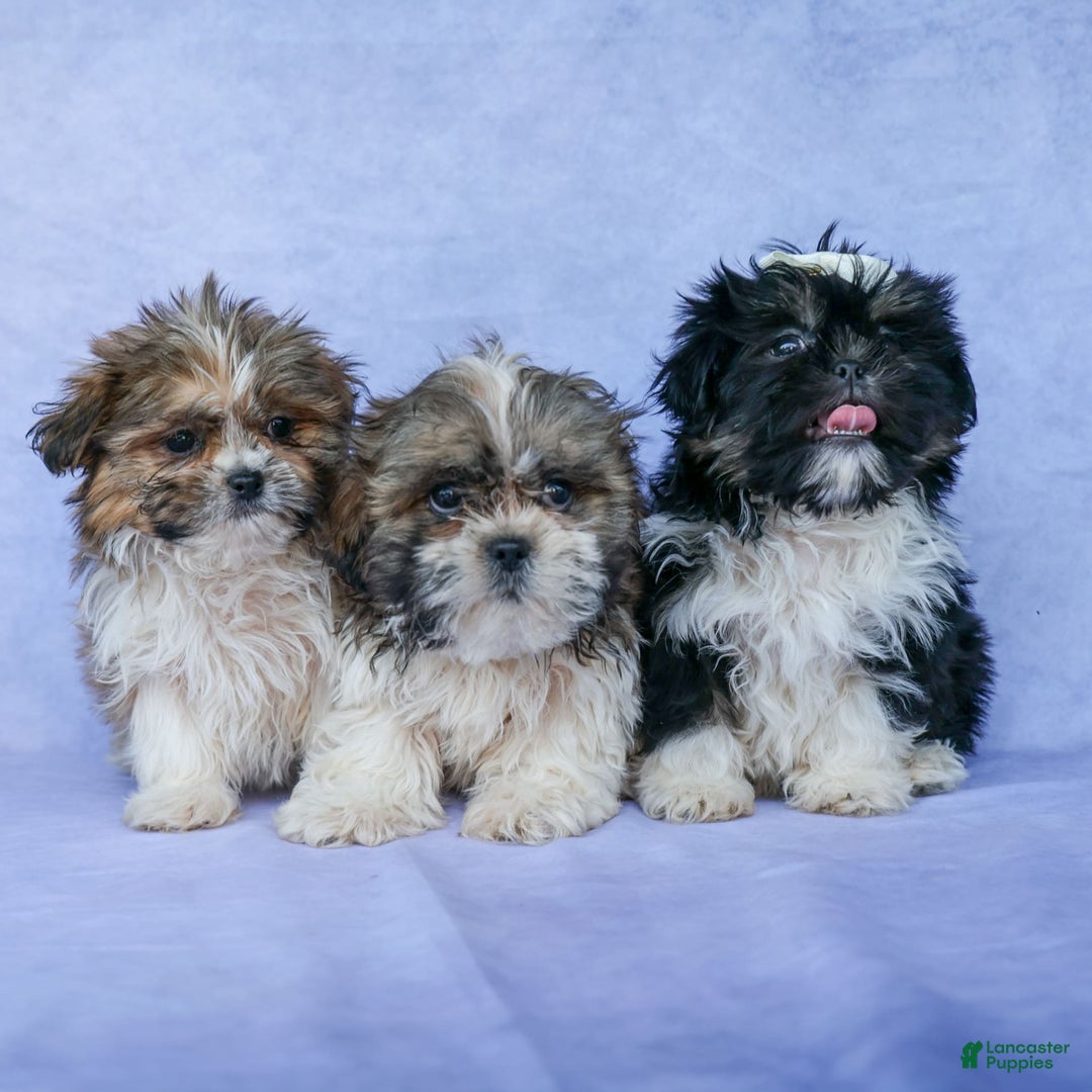 Shih Tzu dogs for sale: Lucky - Image 17