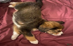 Bernedoodle dogs for sale: Boulder - Image 8