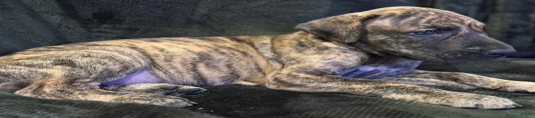 Brindle