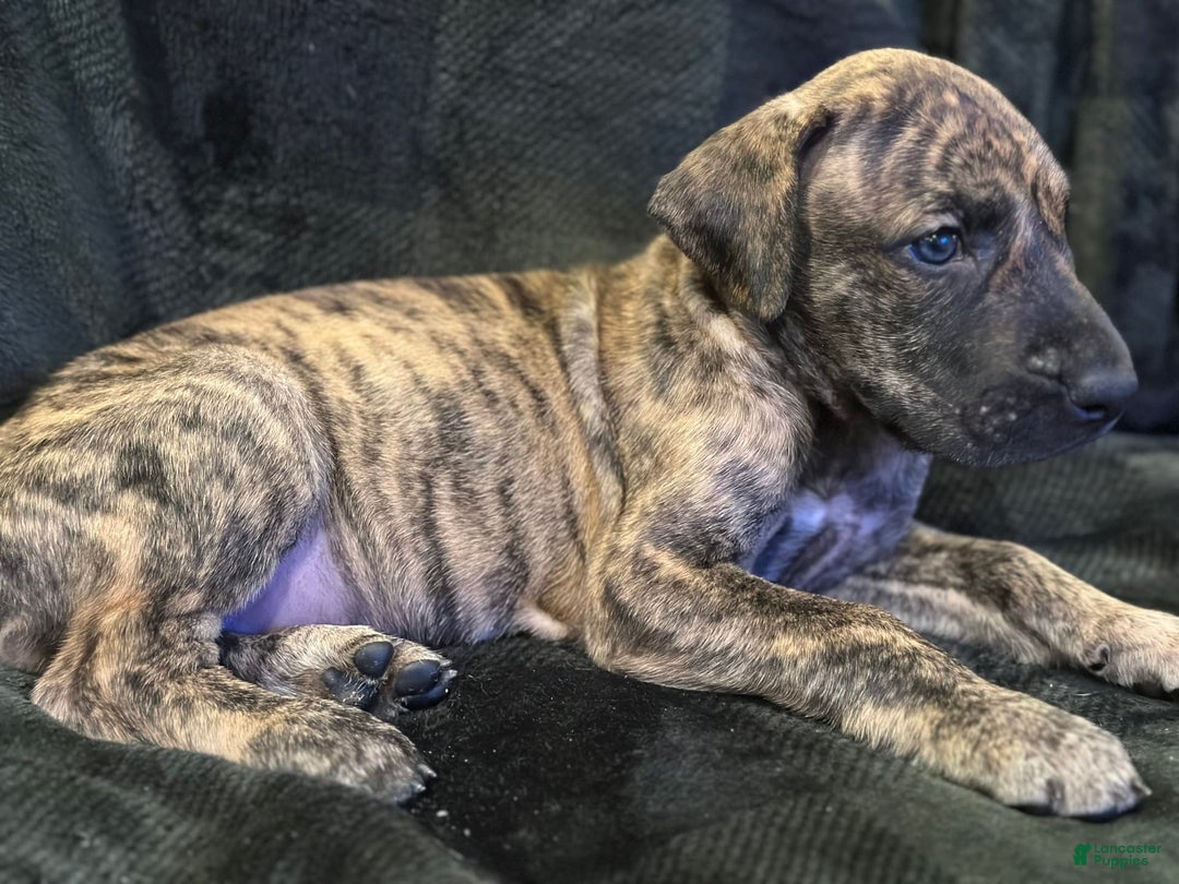 Great Dane dogs for sale: Brindle - Image 1