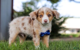 Mini Bernedoodle dogs for sale: Yeti - Image 4
