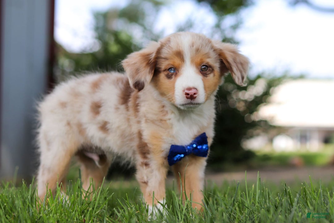 Mini Bernedoodle dogs for sale: Yeti - Image 4