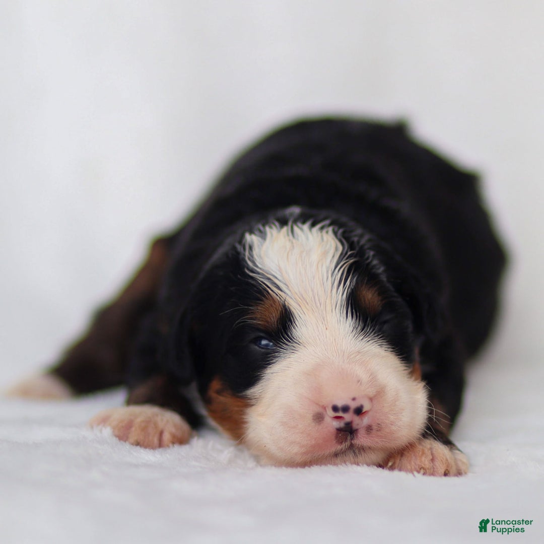 Mini Bernedoodle dogs for sale: Milo - Image 1