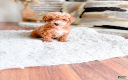 Maltipoo dogs for sale: Maltipoo 3 puppies - Image 4