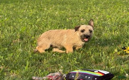 Cairn Terrier dogs for sale: Carol - Image 2