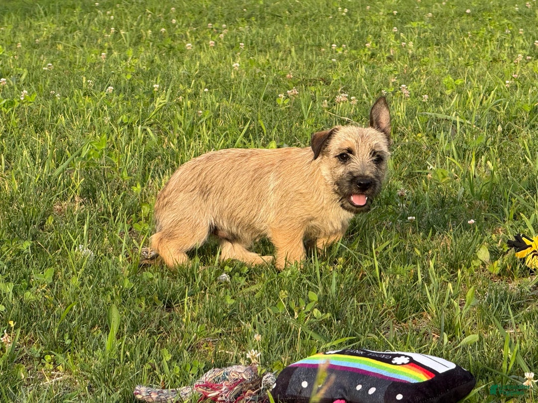 Cairn Terrier dogs for sale: Carol - Image 2