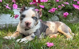 American Bully dogs for sale: Ramona - Image 4
