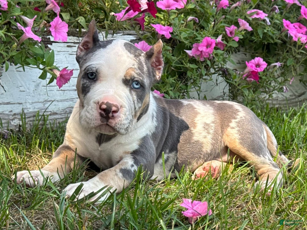 American Bully dogs for sale: Ramona - Image 4