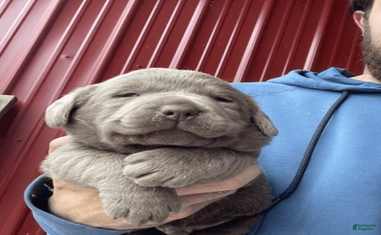 Labrador Retriever dogs for sale - Ad 1